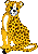 Cheetah thumbnail