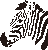 Zebra symbol