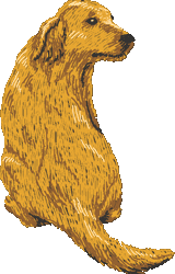Golden Retriever illustration
