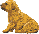 Golden Retriever puppy image