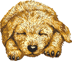 Golden Retriever puppy web art