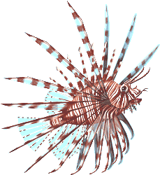 Red lionfish picture