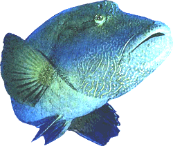 Napoleonfish graphic