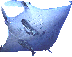Manta ray, Devil fish, A devil ray web art