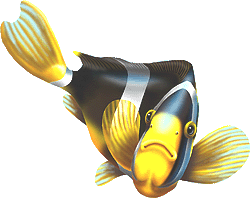 Anemonefish clipart