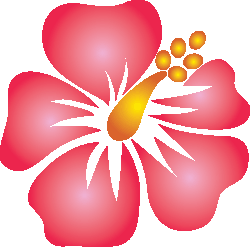 Hibiscus illustration