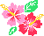 Hibiscus symbol