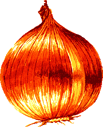 Onion web art
