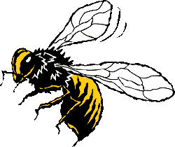 Hornet picture